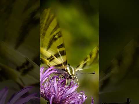 Mariposa sobre flor lila y el silencio de la polinización