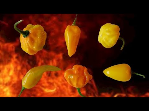 6 Hot Peppers That You Need To Grow  - Best Tasting Hot Peppers