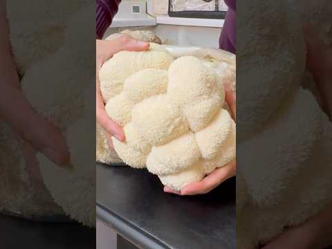 Growing Lion’s Mane Mushroom - Start to Finish #mushroom #lionsmane #fungi #mushrooms