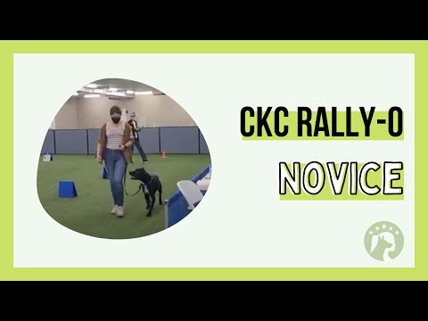 CKC Rally-O Novice - Enzo Leg 1 Score 98