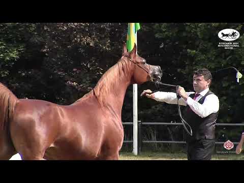 N 144 INSPIRED NAJLA   Strohen 2021 International B Show   Mares 10+ Years Old Class K