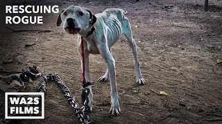 Pit Bull Starved on Heavy Chain Rescued by Pit Crew! Rescuing Rogue - Hope For Dogs | My DoDo