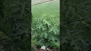 Download lagu # hujan #nature #rain #alampedesaan amdesaku mp3