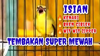 Download lagu Materi isian mewah pleci nembak wit wit kenari zipper sambung bren ciblek mp3