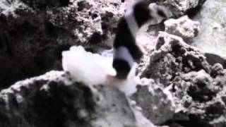 Clownfish fighting for anemone