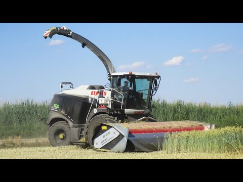 Claas Jaguar 980 Black - Trinciato Triticale 2020