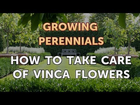 Can I Propagate a Peony From a Cutting