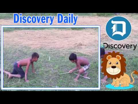 Wow! Brave Children Catch Big Snake With Bare Hand - How to Catch Big Snake in Cambodia