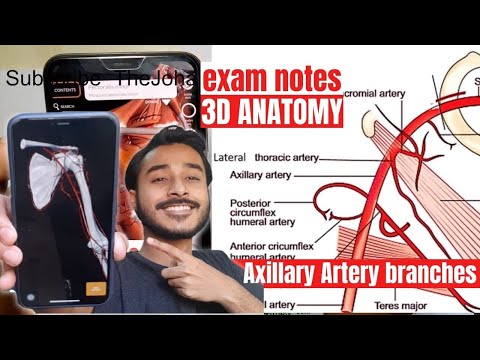 axillary artery branches and relations | axillary artery 3d anatomy
