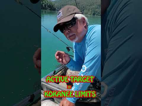 Live Active Target = Easy Kokanee Limits! #shorts @AlanFong​