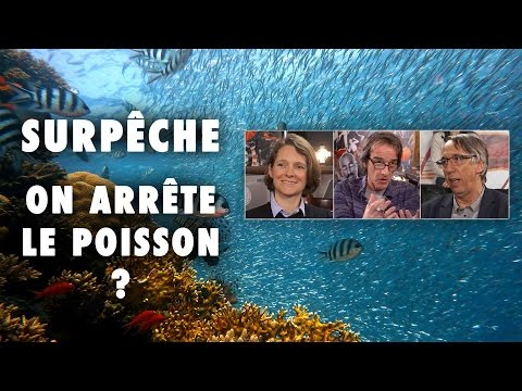 Surpêche : on arrête le poisson ? - Emission #15 - L'Esprit Sorcier