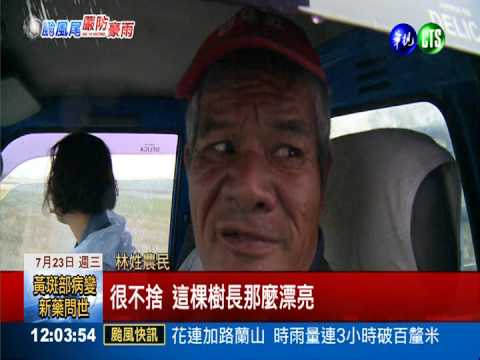 台東狂風呼嘯! "金城武樹"連根拔