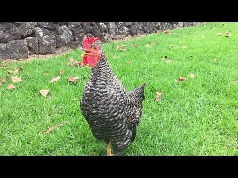 Roosters nonstop crowing in the  early morning !