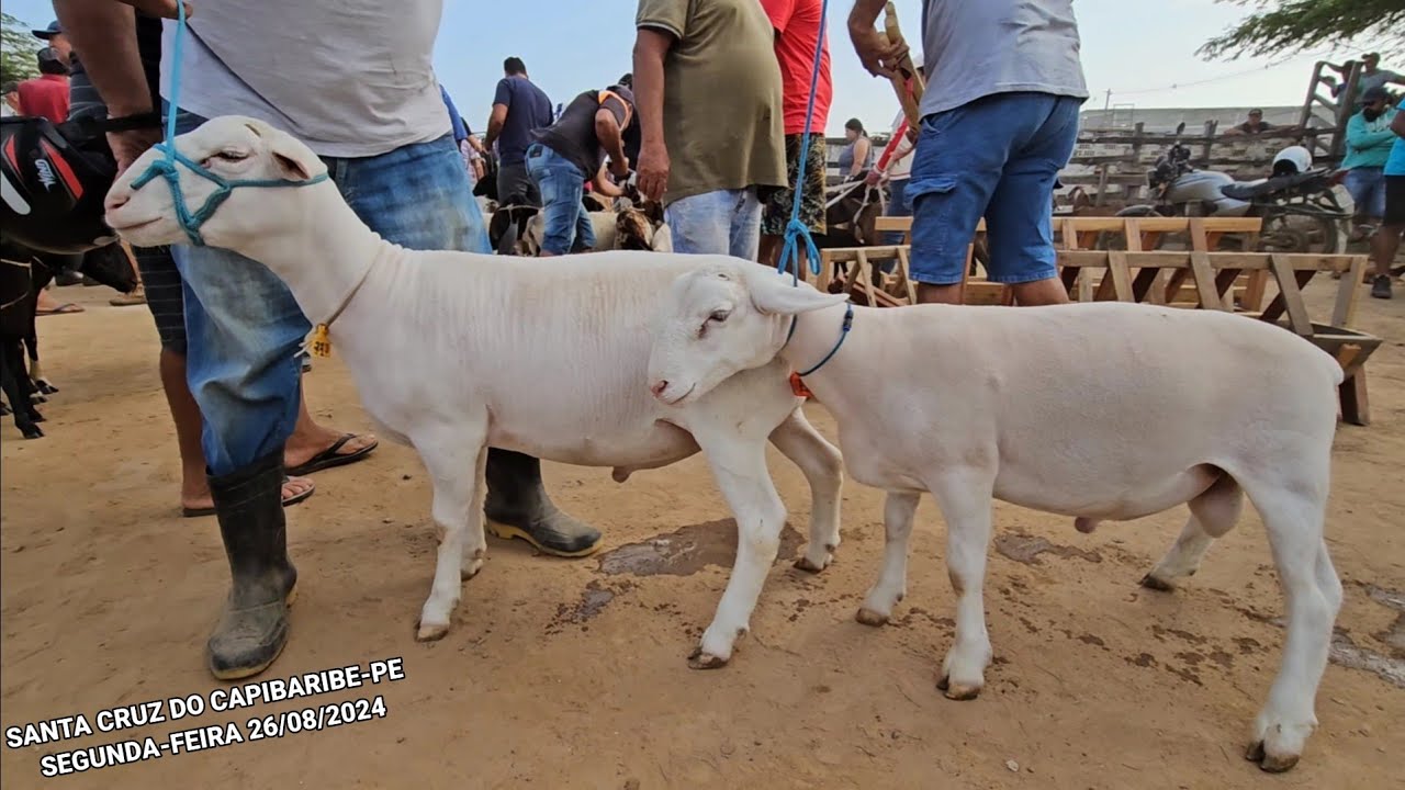 OLHA SO O PRESENTE QUE GANHEI NA FEIRA DE SANTA CRUZ DO CAPIBARIBE-PE