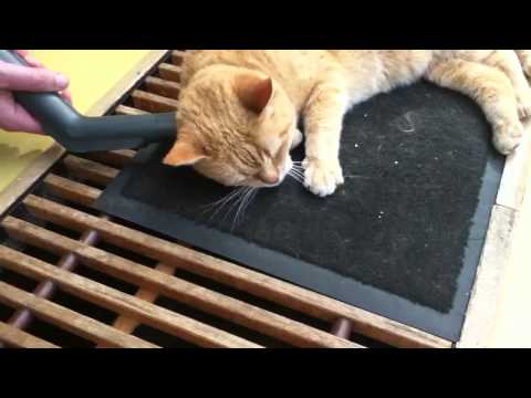 Kat is gek van stofzuiger