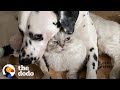 Dog Uses A Cat As A Pillow The Dodo Odd Couples