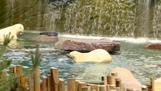 preview picture of video 'Feeding of the polar bears at Mulhouse Zoo'