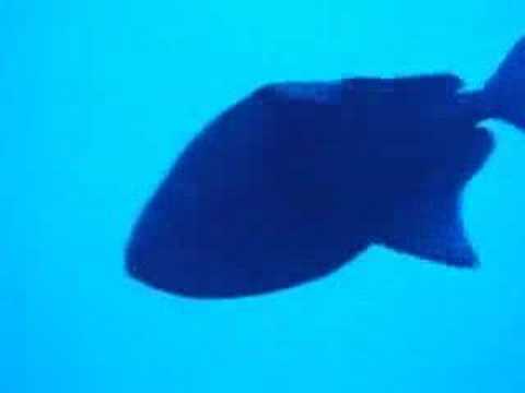 Jackson Reef, Jackson Reef (Straße von Tiran),Ägypten