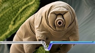 The Toughest Creature Ever Discovered On Earth