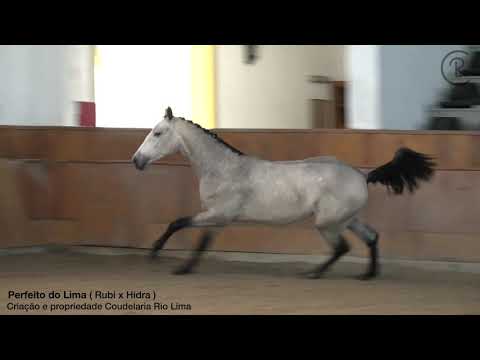 201201 "Perfeito do Lima" ( Rubi x Hidra ) Criação e propriedade Coudelaria Rio Lima