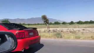 preview picture of video 'Mustang Tour Parras 2018 Caravana'