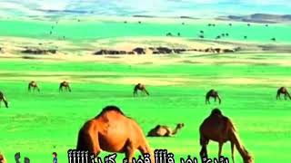 اغاني زغاوة بري بور في حول العالم