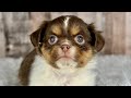 Shih Tzu dogs for sale: Girl Kinsley - 8935 - Video 1