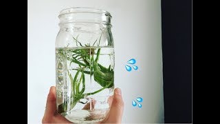 AIR PLANT WATERING & TIPS 🌿💦