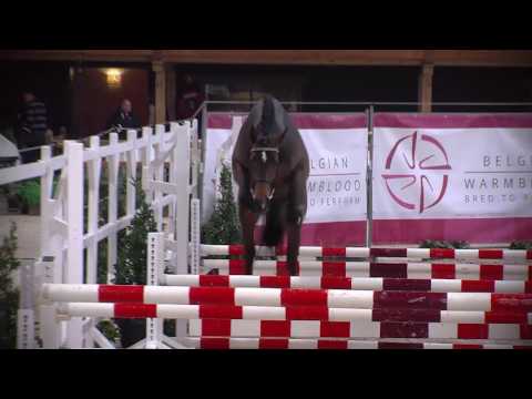 29 OTTORONGO VAN 'T GEBERGTE (JOOP111 x JOUYEUX ARDENT)