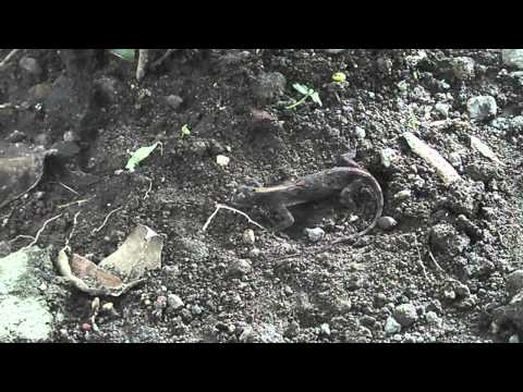 Draco flying lizard - digging
