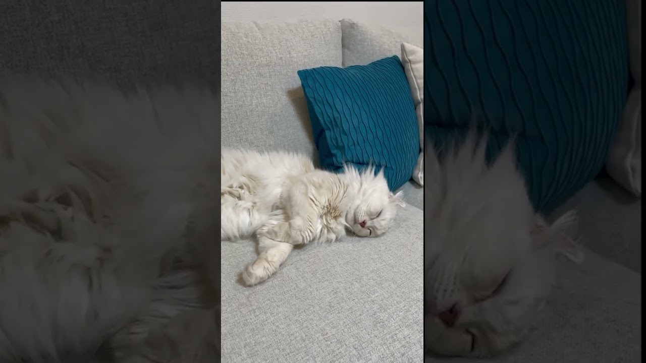 人みたいに寝るマロン🌰 #マロン  #ちゃちゃ #shorts