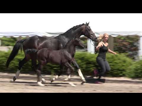 HF v.  Feedback - Lamoureux I