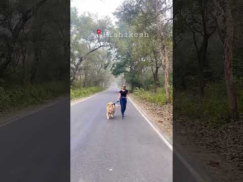 Goldenretriever Tyson taking me for a walk 🐕❤️#goldenretriver #youtubeshorts#rishikesh #uttarakhand