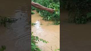 Download lagu Ganas nya ikan lele saat air keruh mp3 Download lagu Ganas nya ikan lele saat air keruh mp3