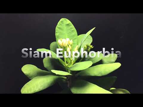 Time-Lapse: Euphorbia milii (hybrid) flower bloom.