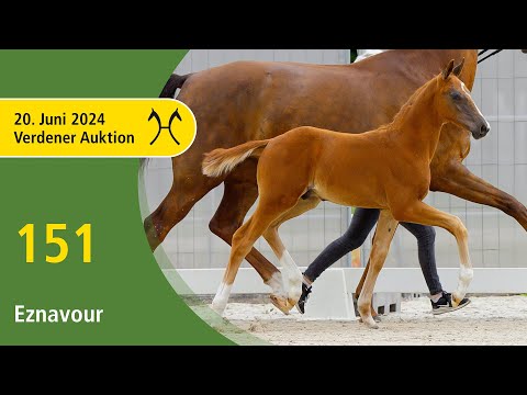 Verden Auction Online - Foals - June, 20th - No. 151 Eznavour by Escaneno - Baron (DK)