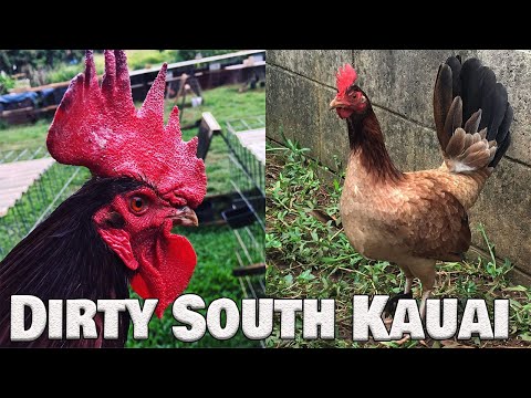 Beautiful Birds By Dirty South Kauai