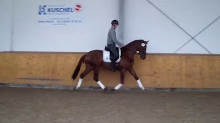 Video koně Discover 7