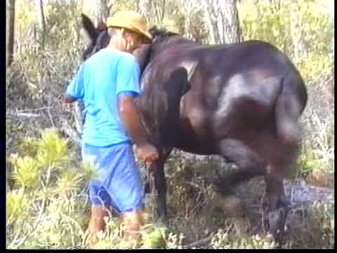 How were the 80s in DENIX? (Part 1 of 5)