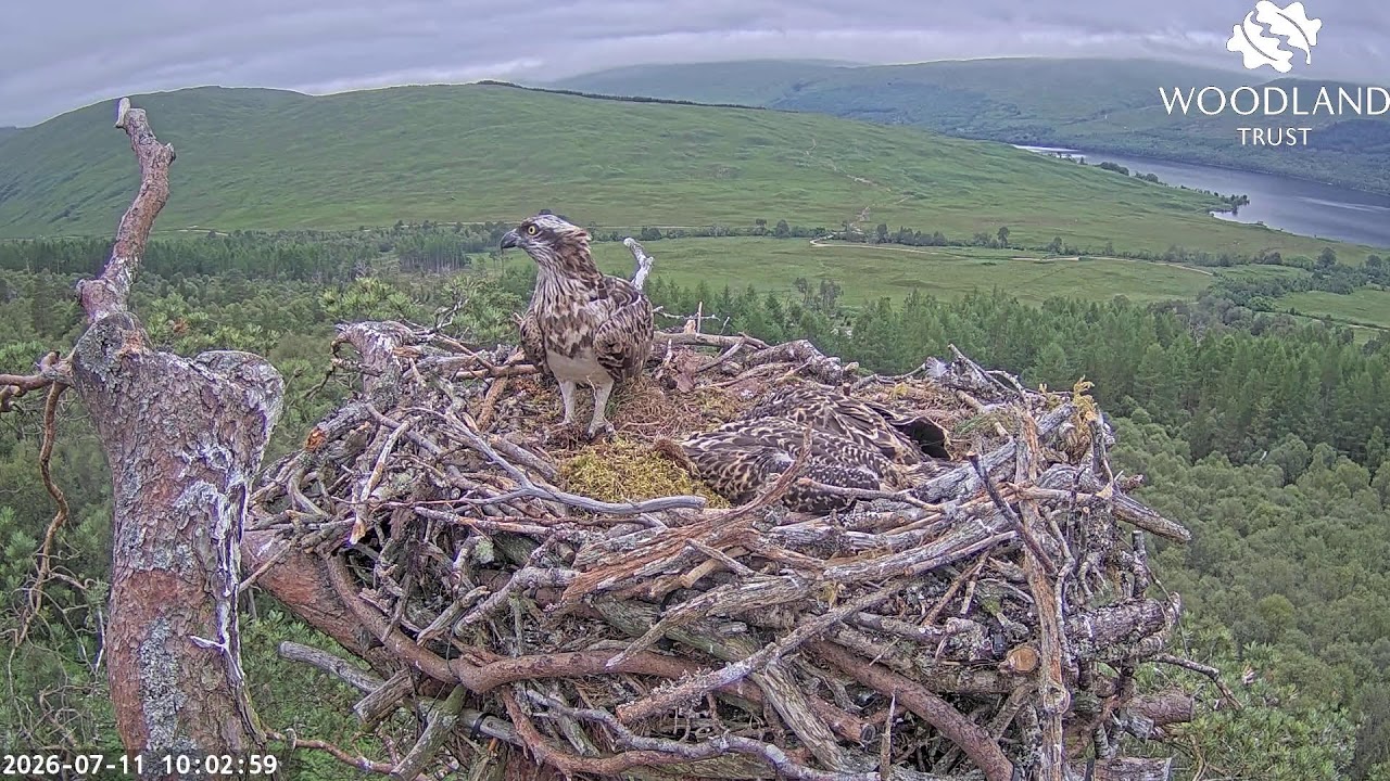Live webcam view of Nido de Louis y Dorcha