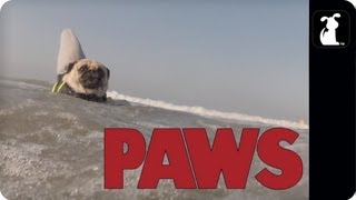 PAWS - The JAWS Parody You Never Knew You Needed, But Definitely Do...