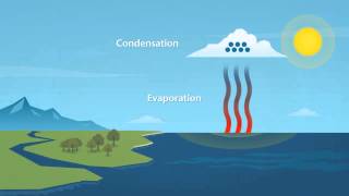 How does rain form and what is the water cycle?