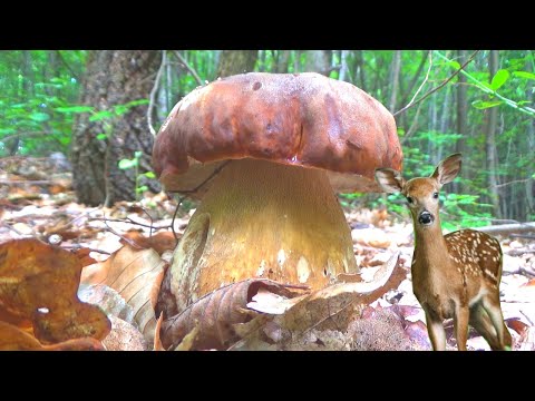 Vrganj & Lane  - Ništa ljepše za jedan dan