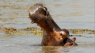 Hippo Fights Crocodiles Off Dead Companion | BBC Earth