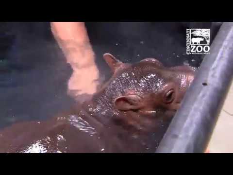 Premature Hippo Fiona in Big Kid Pool - Cincinnati Zoo