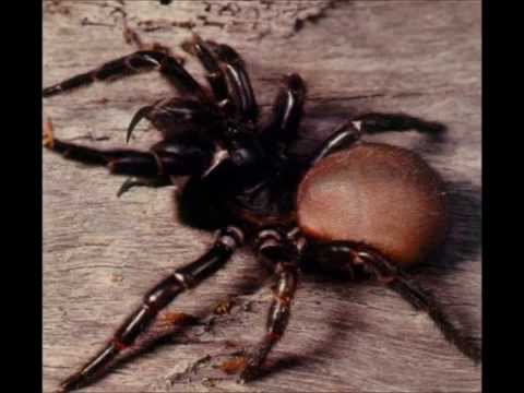 comment traiter une piqure d'araignée