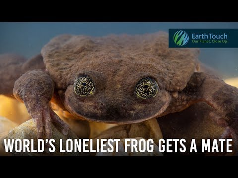 世界で最も孤独なカエルがついに配偶者を得る