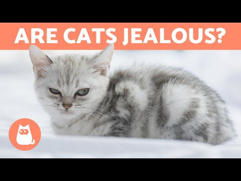 Are CATS Jealous Animals? - Everything About Jealousy in Cats