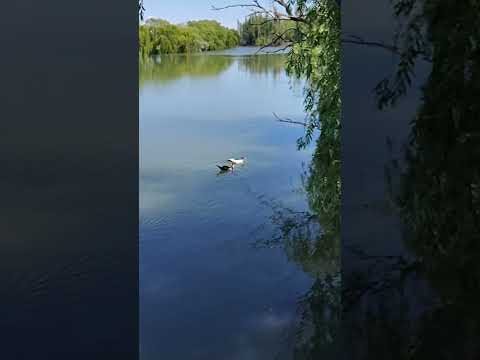 Chimpay Río negro #viral