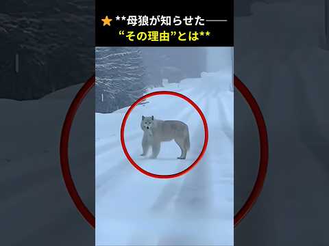 母狼が知らせた“理由”とは…吹雪の中で起きた奇跡の物語 #母オオカミ #動物救出 #感動実話 #奇跡の物語 #shorts